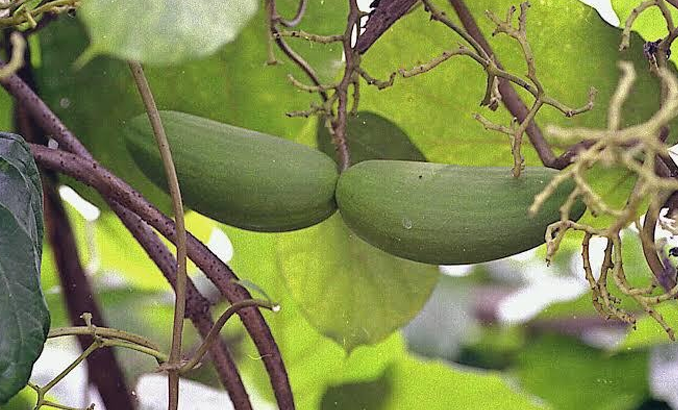 LOVE PENIS ENLARGEMENT SPELLS +27638885334